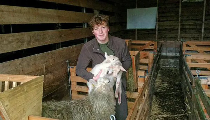 rhedense schaapskudde 2015