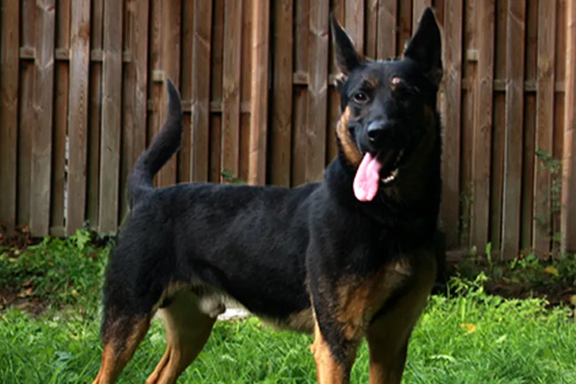 rinti dierentehuis arnhem en omstreken