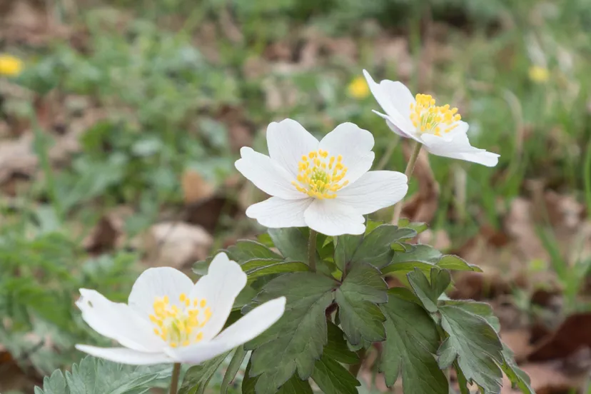 rondje spankeren corlene van der camp