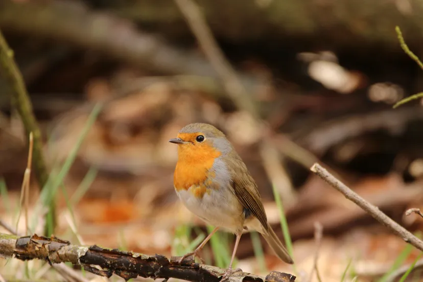 roodborst jaap vette