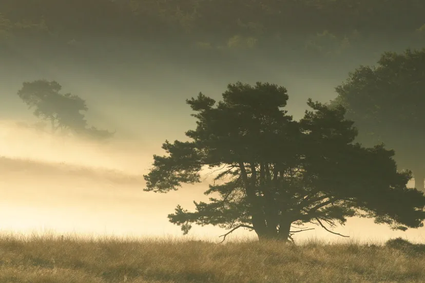 rpjgypu69w3urqbjbbvclrh9p dauwtrappen veluwezoomcor claassens