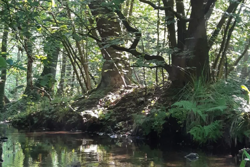 ruiterbeek raymond overmarsmarx