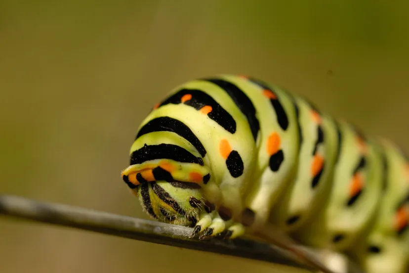 rups koninginnenpage rik joziasse