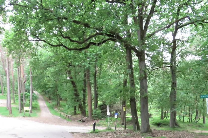 schaapsallee laag soeren1