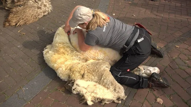 schaapscheerdersfeest rheden omroep gelderland