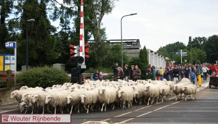 schaapscheerdersfeest0