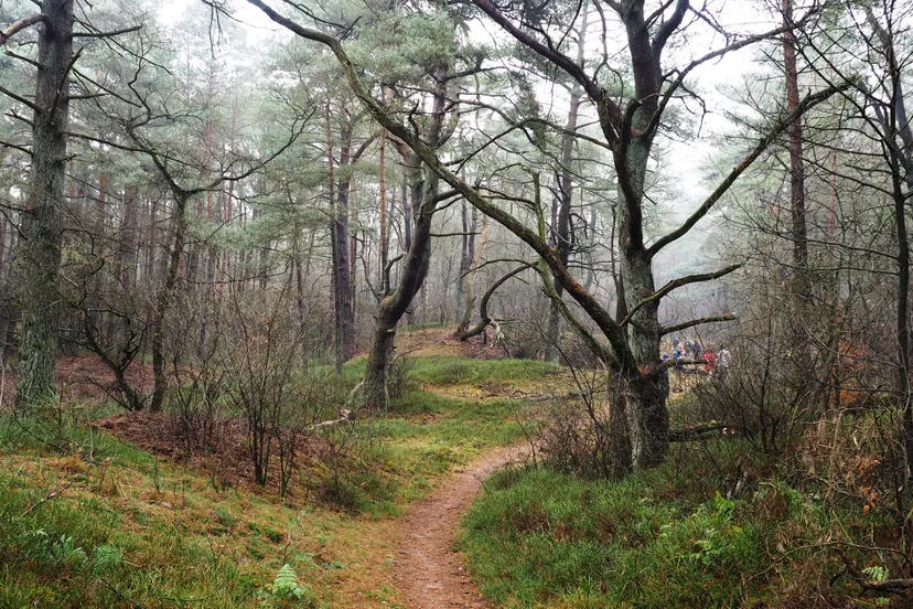 schaddeveld 01 corlene van den camp