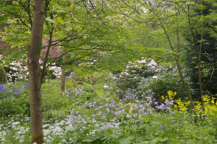 schaduwplanten tneke makel