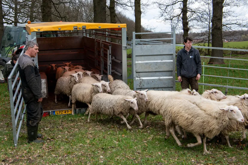 schapen rhedense schaapskudde komen aan bij perceel veluwse winterrogge arjan vennema