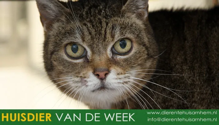 schatje dierentehuis arnhem eo