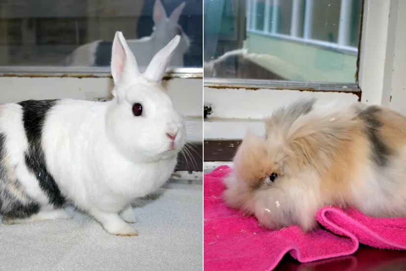 siep en sien dierentehuis arnhem eo