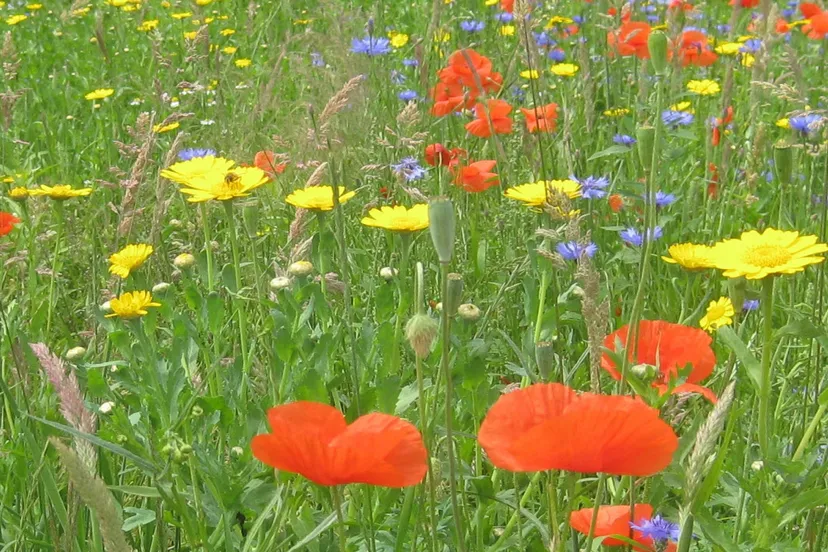 sify81q7imuvliekdz3yqno4z wildebloemen