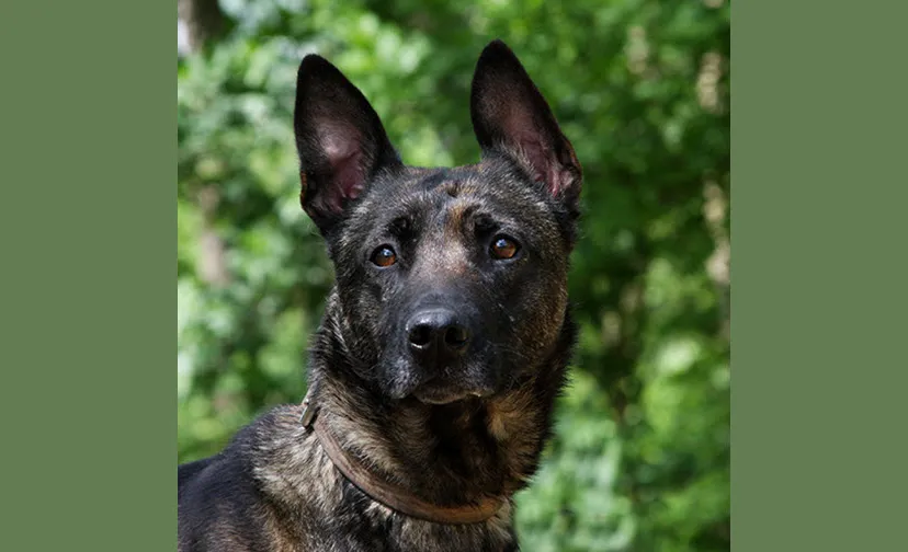 siska dierentehuis arnhem omstreken