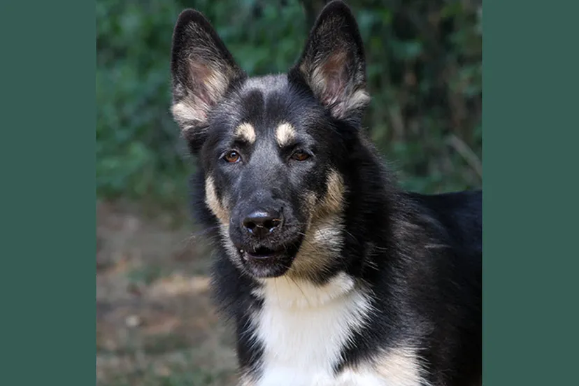 sky 26774 1 dierentehuis arnhem en omstreken