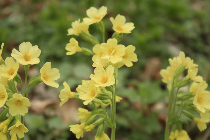 slanke sleutelbloem anton logemann