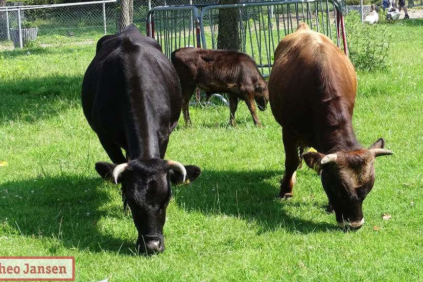 sluiting kinderboerderij rheden 22 06 2019 10