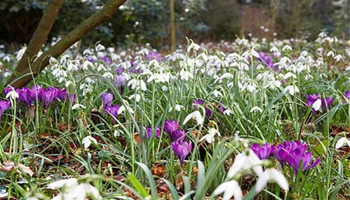 sneeuwklokjesfestijn11