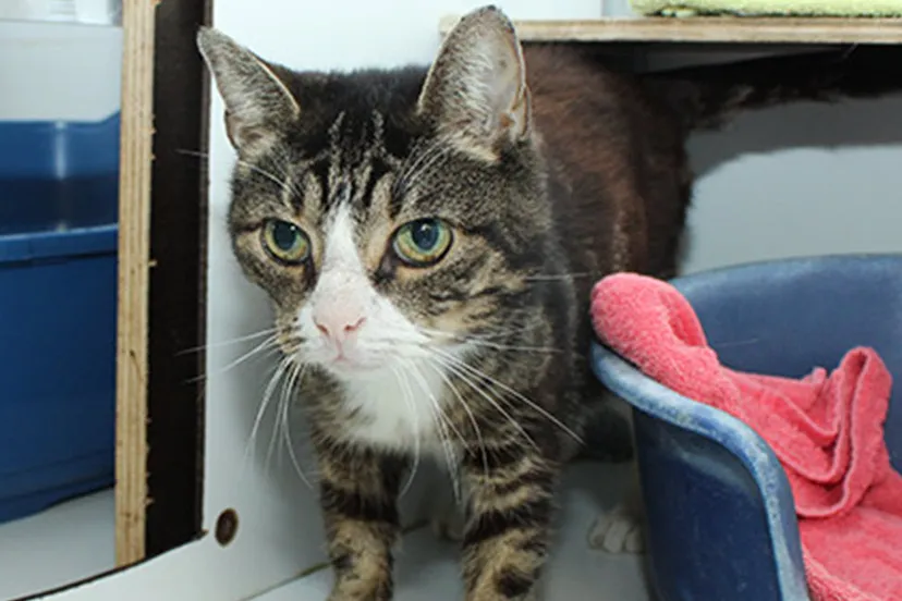 snoetje dierentehuis arnhem en omstreken 1