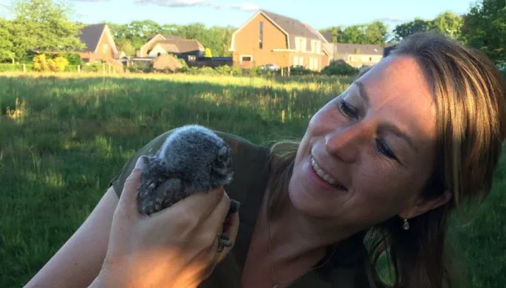 steenuilen laag soeren krijgen negen kuikens