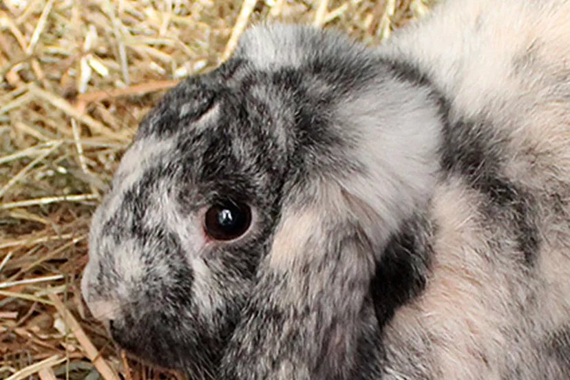 stilton dierentehuis arnhem en omstreken
