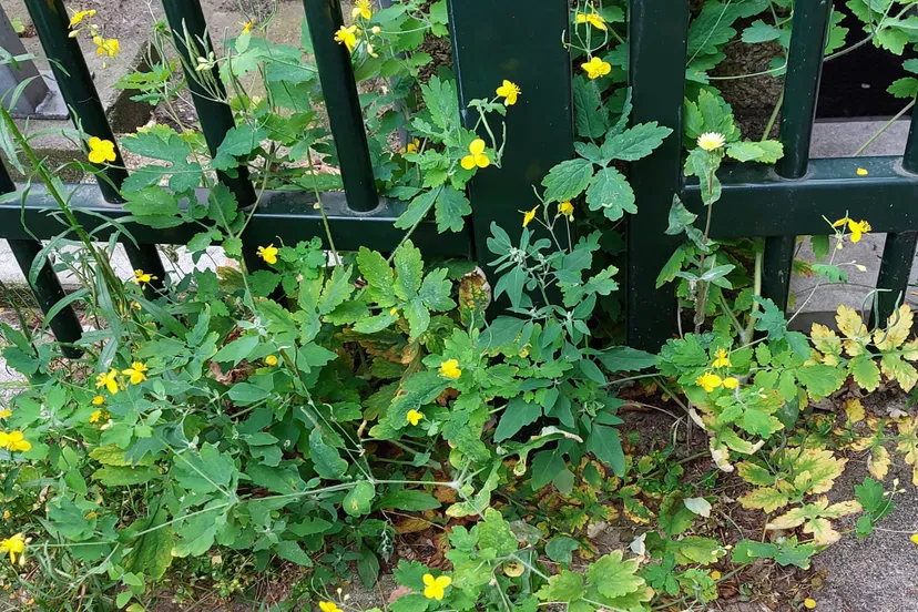 stinkende gouwe cor van hoften
