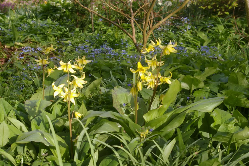 stinzenplanten groei bloei veluwezoom