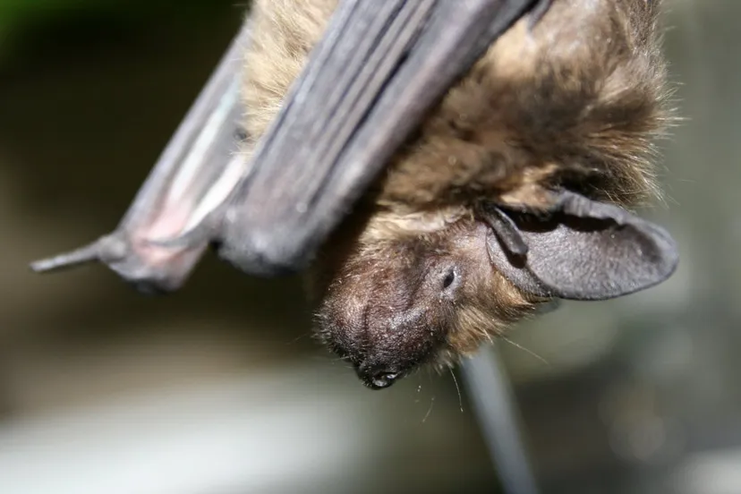 t1dk1f86e192nl0wl24biiwv6 vleermuisjosmarcelissen