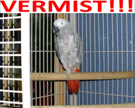 t4yonvr1k046lxiyzhkokciek 155902