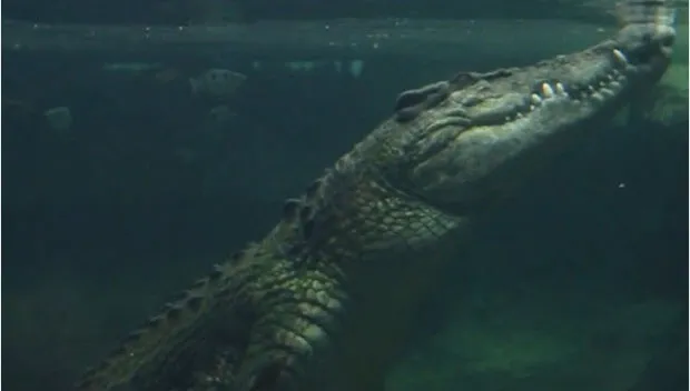 t5gcdta9j0abjfrn3kpgfafz4 korokodil