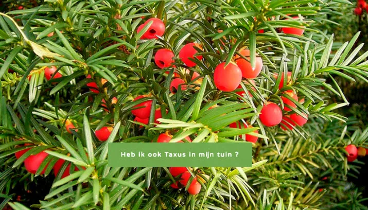 taxus voor hoop