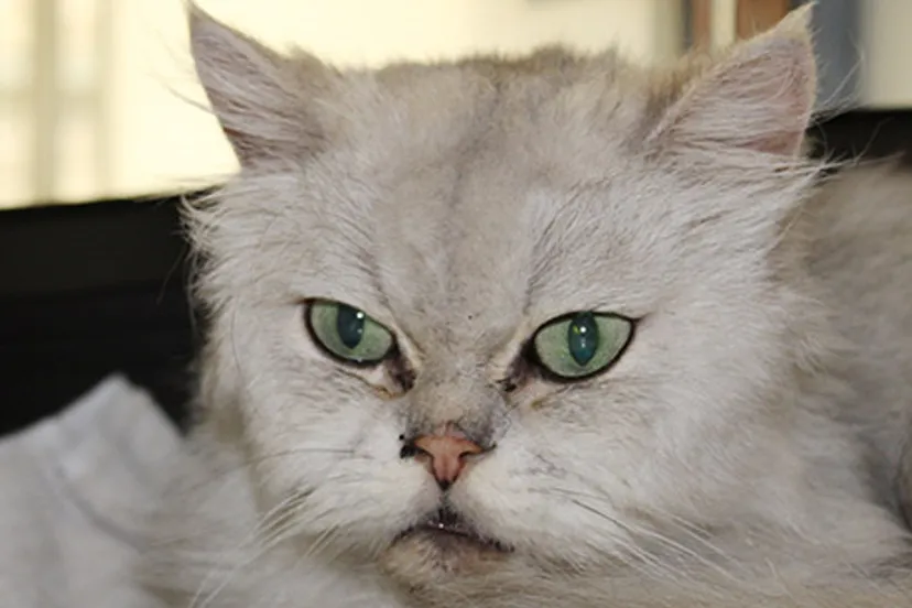 taz dierentehuis arnhem en omstreken