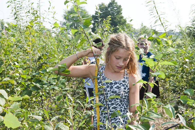 tiny forest ivn nederland