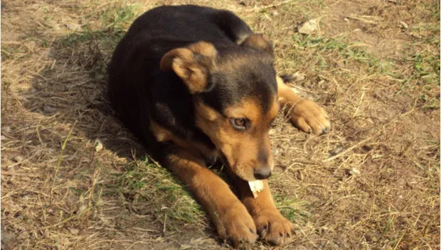 to7qqqd9eujjcr3epnrmxzsqn hond lingewaard nieuws