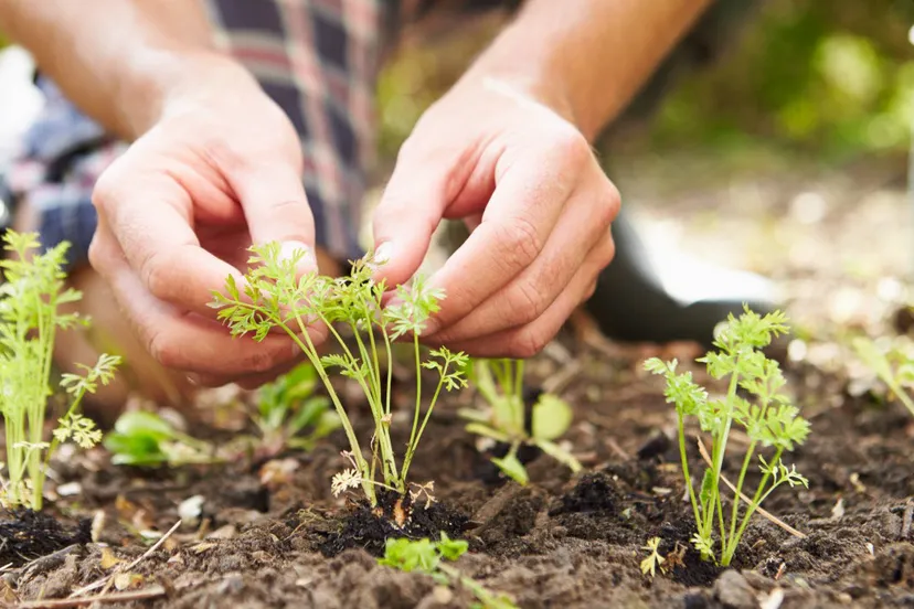 tuinieren moestuin lr foto ivn landelijk