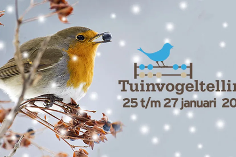 tuinvogeltelling 2019 wwwtuinvogeltellingnl