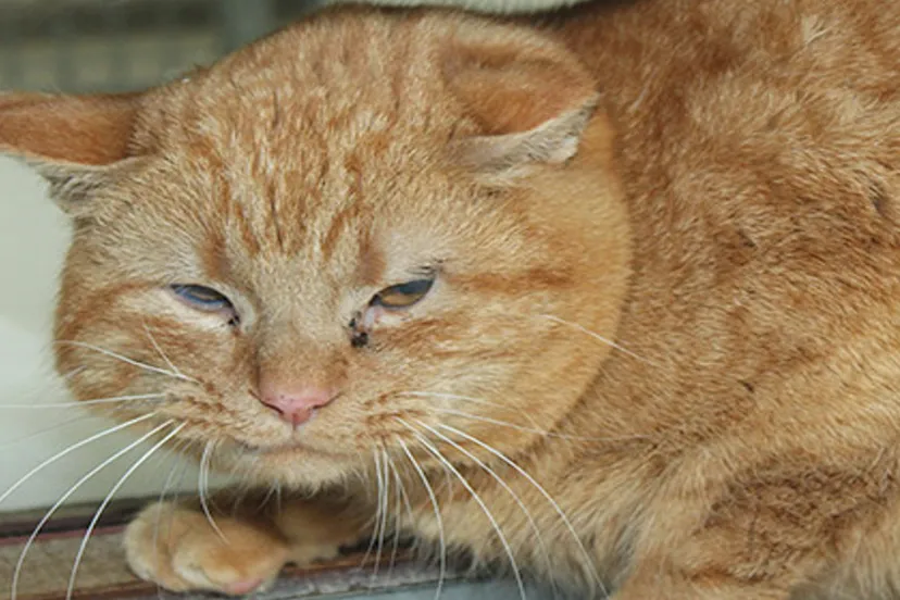 tukker dierentehuis arnhem en omstreken