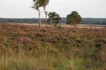 tzh10twbz0gnaxvyq2nszb7ly veluwezoom vergezicht