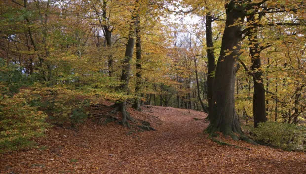 ur4e8gsne1k49mfuq5nxjeggu rosendael omgeving jennie burgers