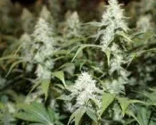 utg0fpptmlzw6ks09rqbm3mmd 195275