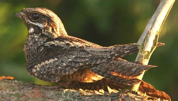 v16yksfcuc45hx1ubgx71x9ka nachtzwaluw