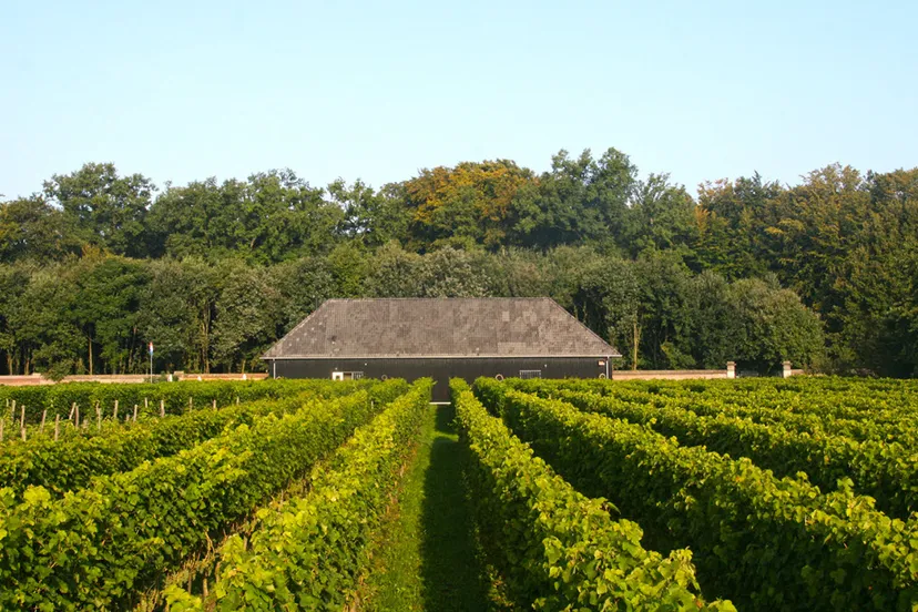 vdt4v4yyxlod5yukj06m9cjk7 domeinhof2014