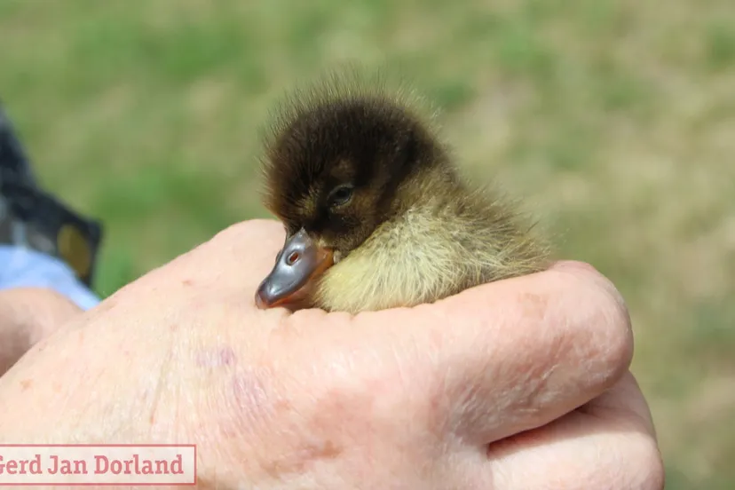 veertien eendjes gered uit put door brandweer velp 2022 07 10 1