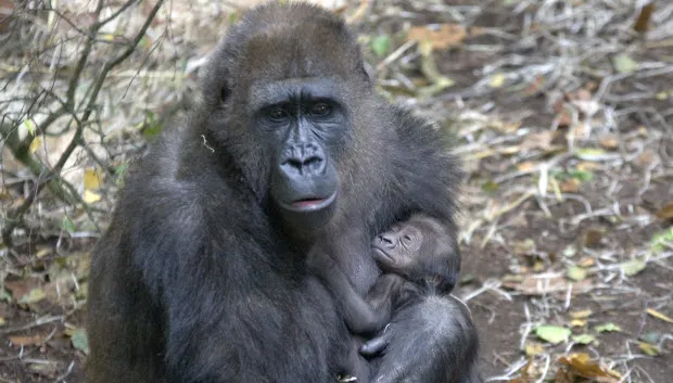 vj4no097igtjvij9yr3f00h9q gorilla makoua met haar jong2