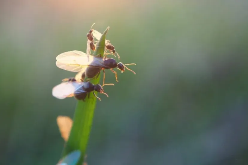 vliegende mieren pixabay