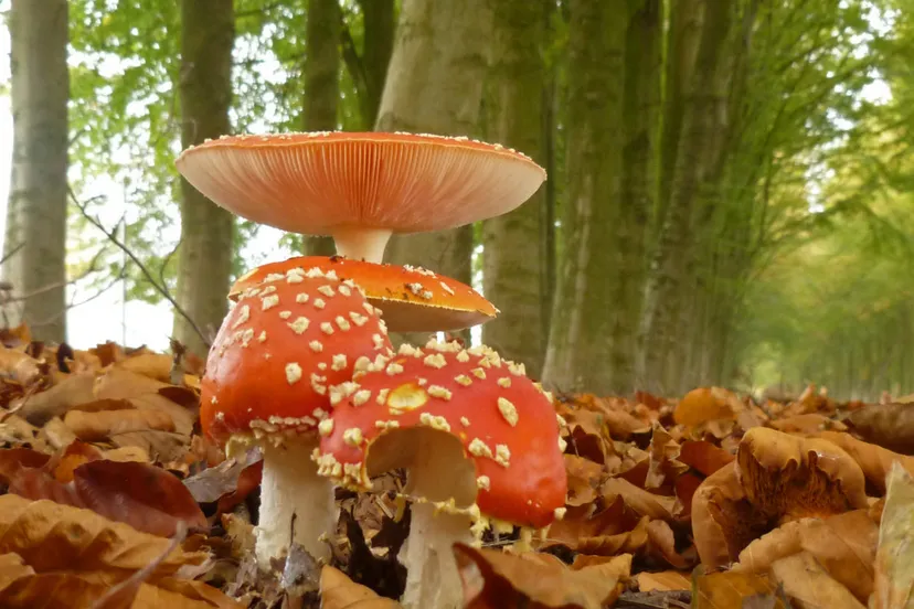 vliegenzwam jannie de jong