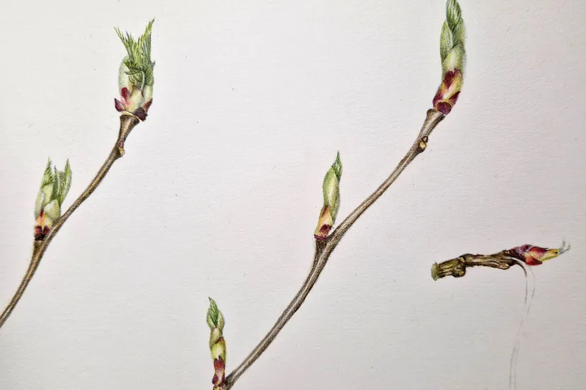 vliezige knoppen aan een tak desktop size