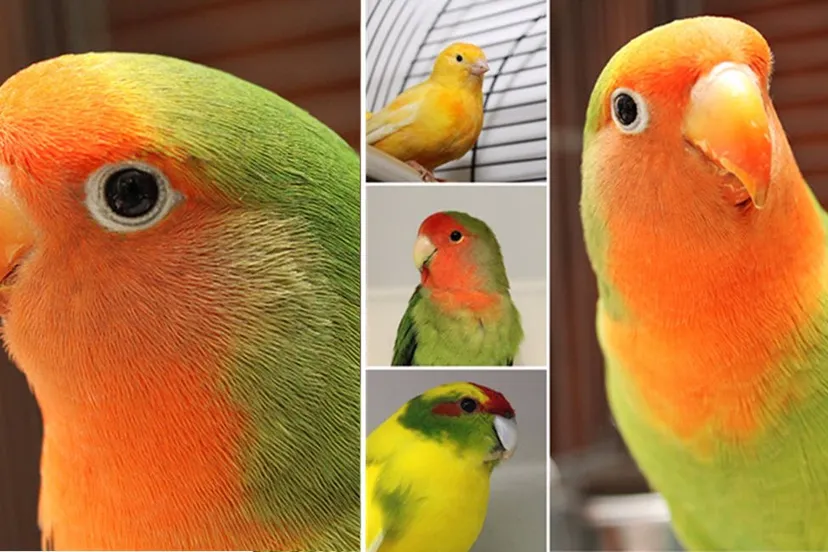 vogels dierentehuis arnhem en omstreken