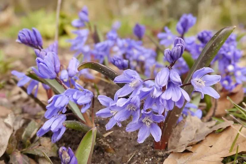 voorjaar jannie de jong
