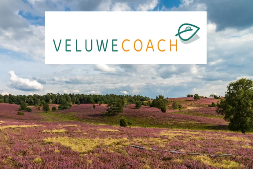 wandelcoaching op de heide veluwecoach helene baarda