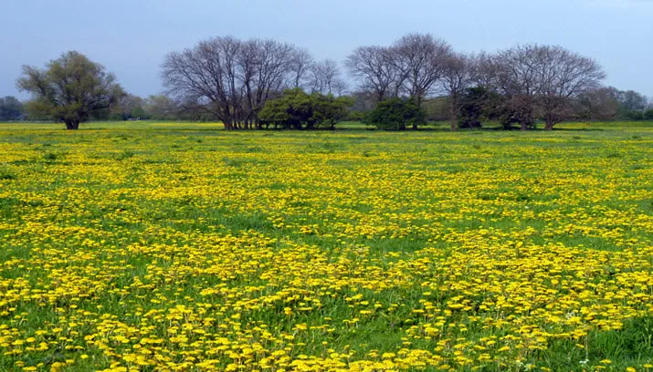 wandeling havikerwaard uiterwaarden in bloei